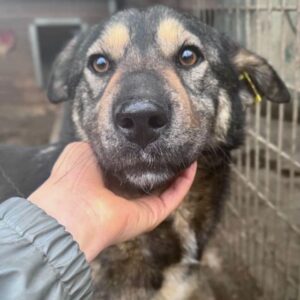 UYA (♀) - auf  PS im PLZ Bereich 08 (MK) - vermittelt