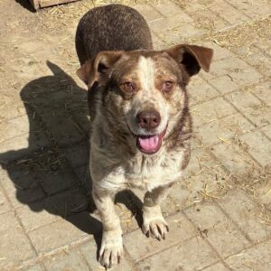 DOBBIE (♂) - seit 2023 im Shelter