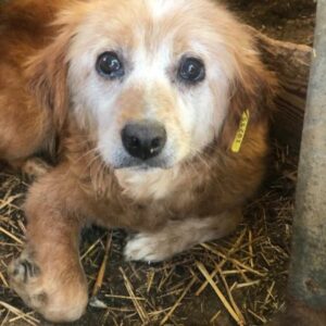 ÄNNI (ONNI) - Oma mit schwacher Hinterhand - reist als GPH auf PDR PS - RBB 05/2025