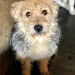 CHASE - vermittelt JW