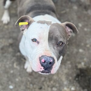 SIROS (♂) - Staff (Mix)