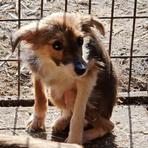 QUINCY - ausgereist zu second chance dogs