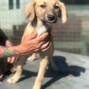 LIFE - ausgereist zur Tierhilfe Lebenswert