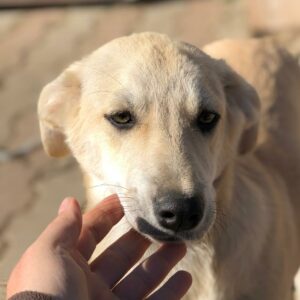 INESSA - auf PDR PS im PLZ Bezirk 50 - vermittelt