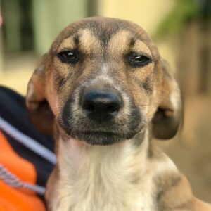 TUFFI - auf PDR PS im PLZ Bezirk 66 - vermittelt