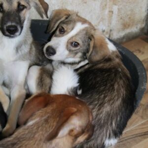 ASHBY - reserviert Tierhilfe Lebenswert DR - vermittelt