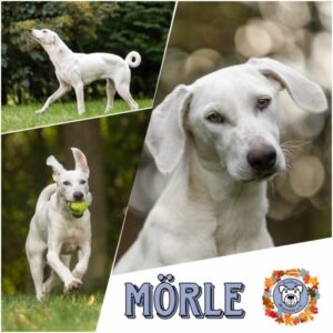 Mörle in 21493 Möhnsen - vermittelt