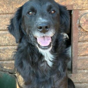 SPOOKY (♂) - RBB 04/24