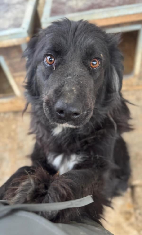 NOX - ausgereist zu Tiere in Not Odenwald e.V. (PM)