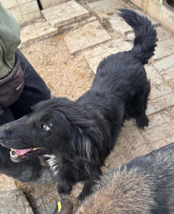 NOX - ausgereist zu Tiere in Not Odenwald e.V. (PM) – Bild 4