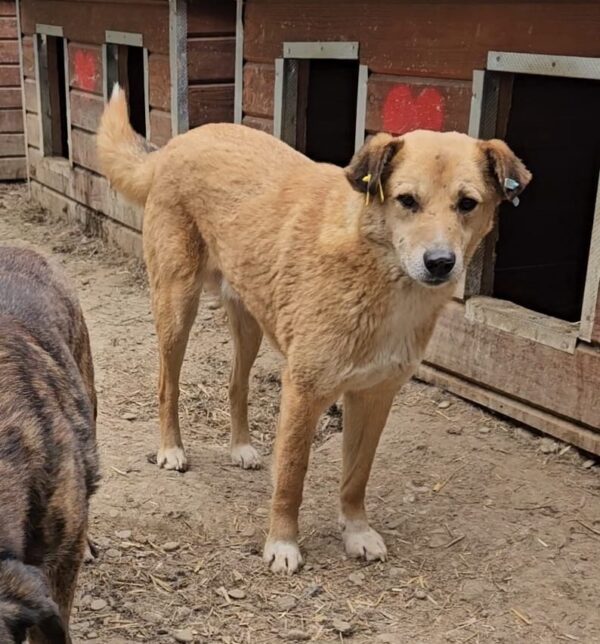 ISLAY (♂) - seit mind. 2022 im Shelter – Bild 4
