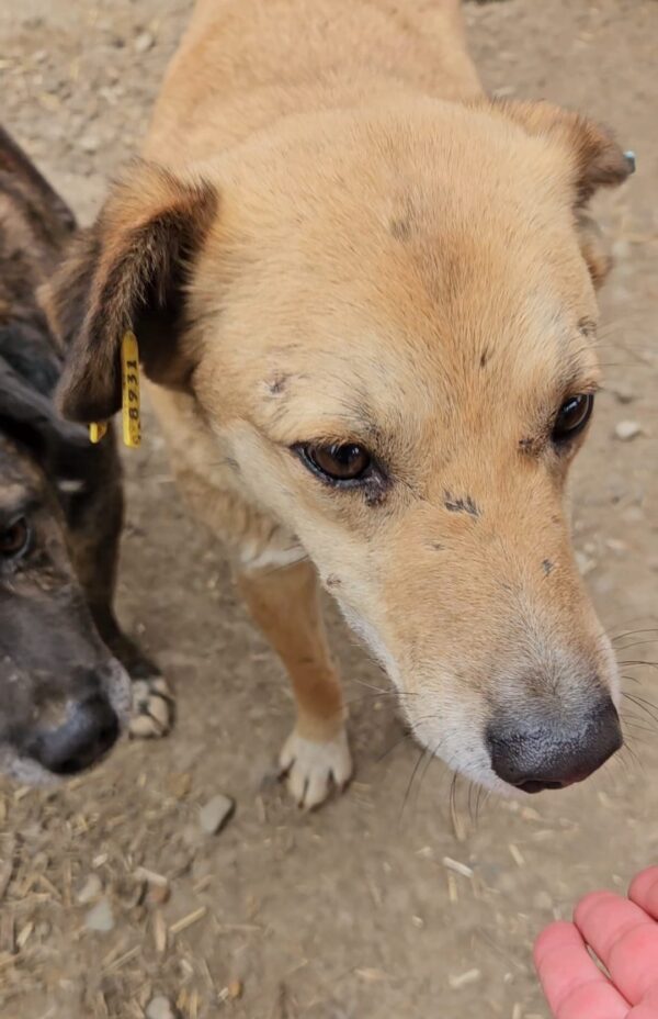 ISLAY (♂) - seit mind. 2022 im Shelter – Bild 3