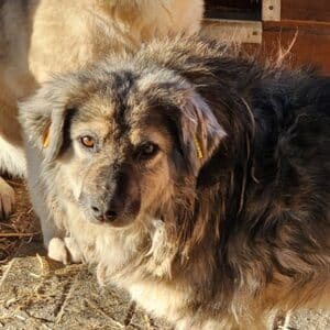 BLAIR (⚤) - wiederkehrende Hautprobleme!