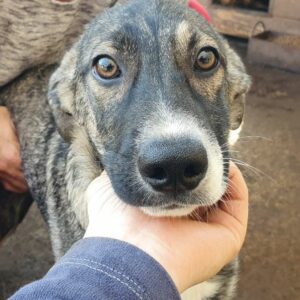 KEO - ausgereist auf PDR PS in PLZ Bezirk 92 - vermittelt