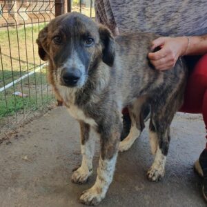 TJOTTA - ausgereist auf PDR PS im PLZ Bezirk 92- vermittelt