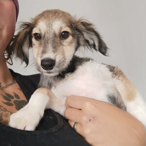 WINKY - reserviert Tierhilfe Lebenswert DR - vermittelt