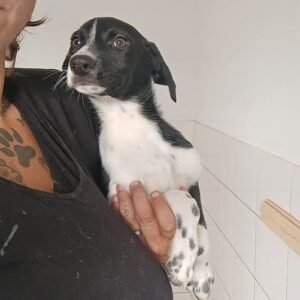 TINY - reserviert für Tierhilfe Lebenswert DR - vermittelt