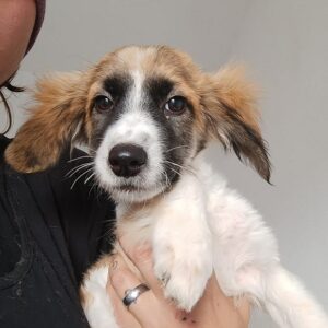 PEACHES - reserviert für Tierhilfe Lebenswert DR - vermittelt