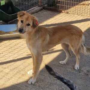 NIMUE (♀) - ausgereist zur Tierhilfe Lebenswert