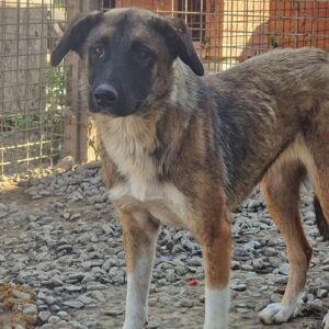 ELSIE - reserviert Tierhilfe Lebenswert DR - vermittelt