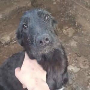 LILITH - ausgereist zu TINO