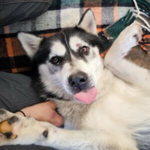 PIERROT (♂) - reserviert Tierhilfe Lebenswert DR - vermittelt