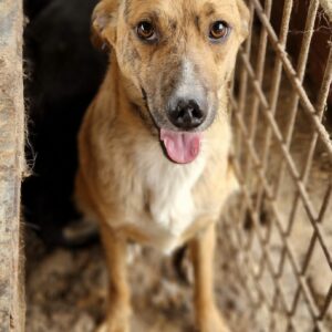 MAINSPRING (♀) - ausgereist zum TST