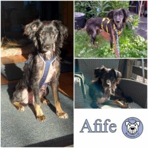 AFIFE - Gnadenplatzhund seit dem 16.09.2023 - vermittelt