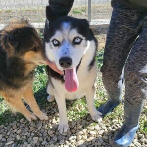 BLUE - in Rumänien vermittelt 10/23