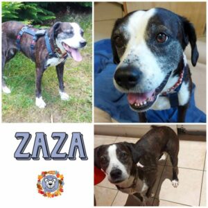 ZAZA in 67806 Rockenhausen - vermittelt