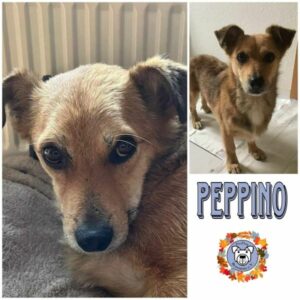 PEPPINO in 21337 Lüneburg - vermittelt