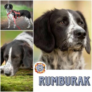 Rumburak in 34474 Diemelstadt - vermittelt