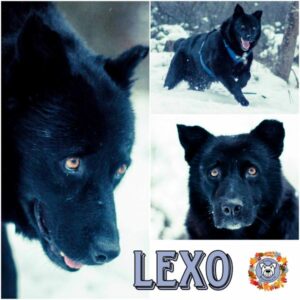 LEXO in 91757 Treuchtlingen - vermittelt