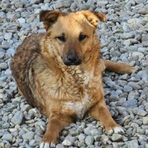 PIPA (♀) - Notfall: Mobbingopfer - vermittelt Manuela