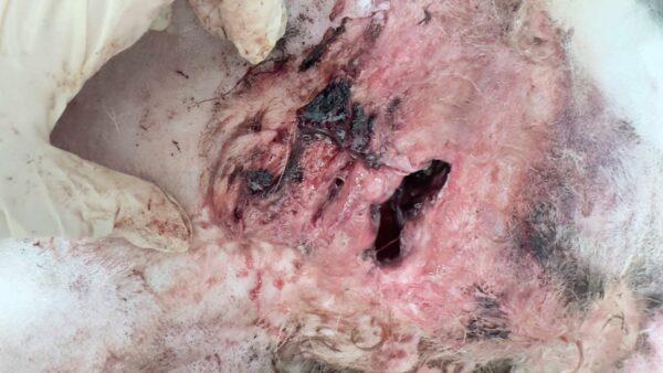 KUMBER (♂) - Notfall - Beissopfer (05/25) – Bild 3