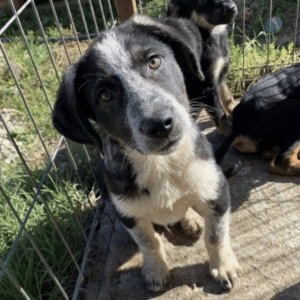 IGOR - in Rumänien vermittelt 10/23