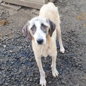 TIMON (♂) - RBB 07/24