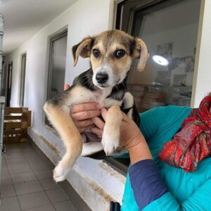 ARIF (♂) - vermisst 11/24