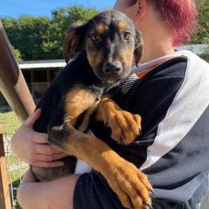 CLAUS (Interessenten vorhanden MD-26.-10.23) - in Rumänien vermittelt 10/23