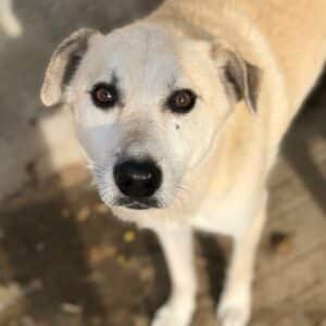 DENVER (♂) - RBB 11/24