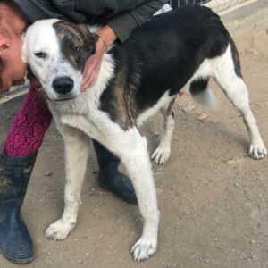 DARWIN - vermisst 11/23