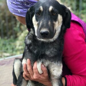 JUPP - vermisst 12/24