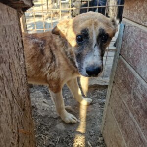 WINNIE PUH - völlig fertig - reserviert für Tierhilfe Lebenswert DR - vermittelt