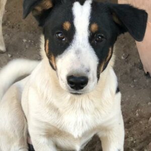 KATO - ausgereist zu PVA