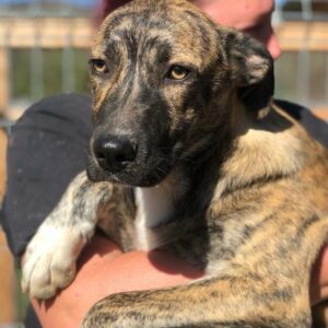 BERTIL - ausgereist auf PDR PS im PLZ Bezirk 66 - vermittelt