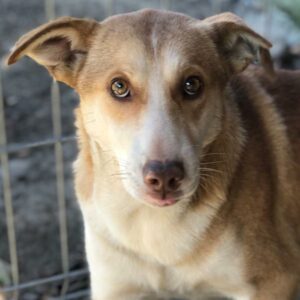 BERTY (♂) - RBB 08/24