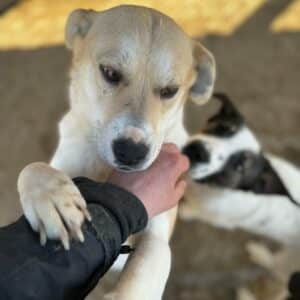 CARINA - ausgereist zum TH Tuttlingen