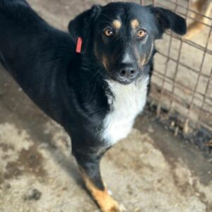 JOSHIE (♂) - auf PDR PS im PLZ Bezirk 84 - vermittelt