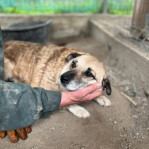 CORY (♀) - auf PDR PS im PLZ Bezirk 33 - vermittelt