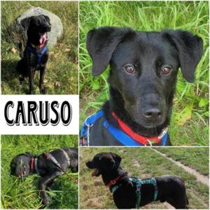 CARUSO in 18311 Ribnitz Damgarten - vermittelt